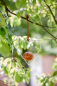 Preview: Sophie Conran Apple Bird Feeder - Heart