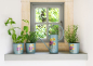 Preview: Herb Pots & Indoor Can Asteraceae