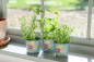 Preview: Herb Pots Asteraceae