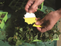 Preview: Gelbtafeln für Jungpflanzen