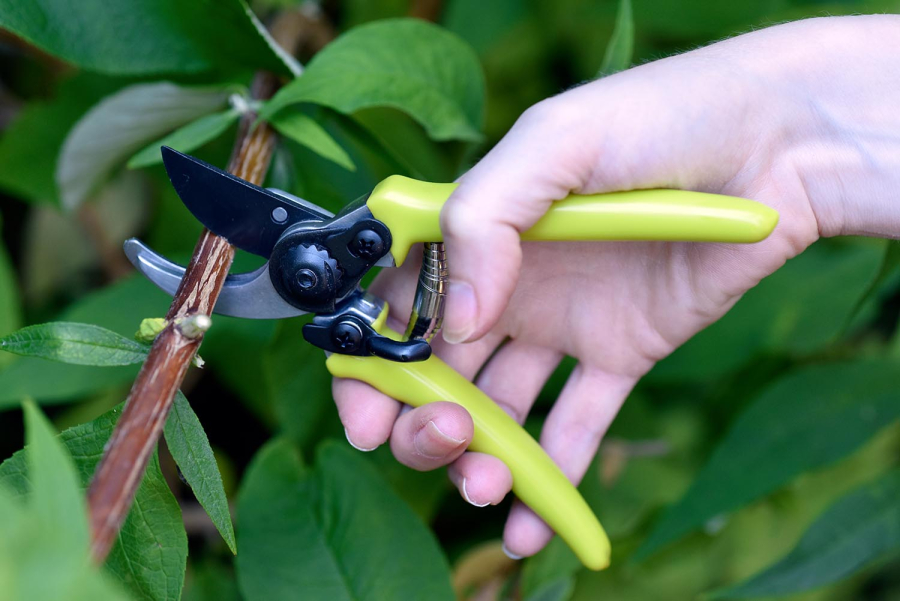 Micro Secateurs