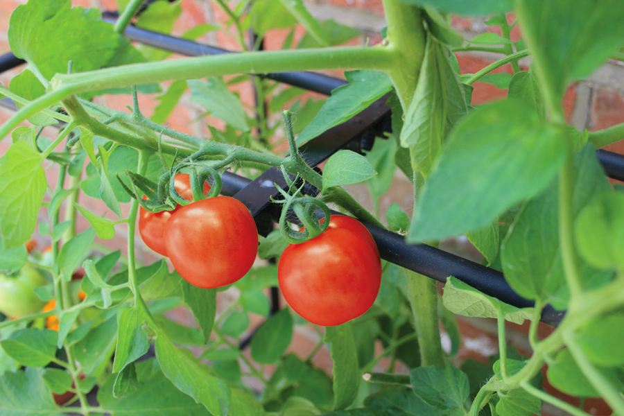 Tomato Crop Booster