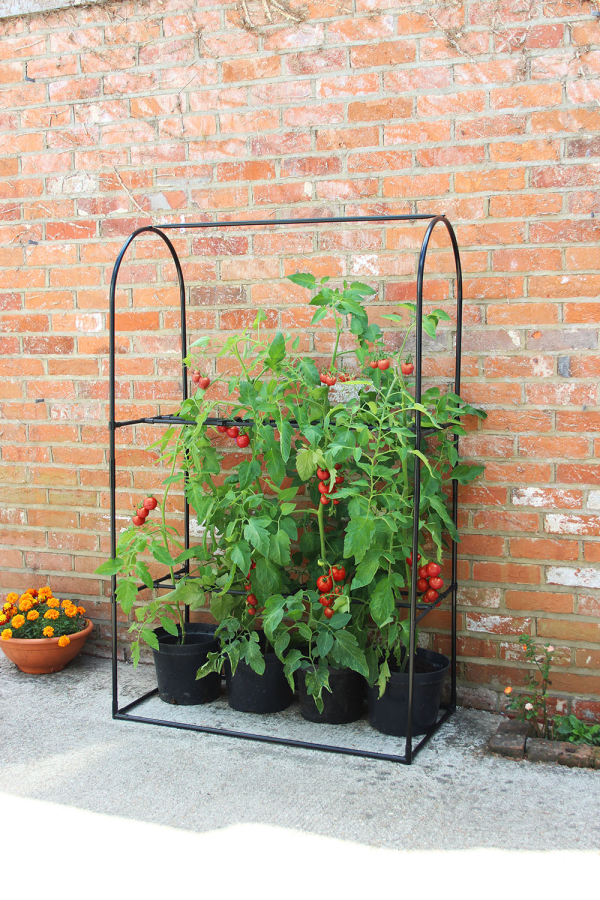 Tomato Crop Booster