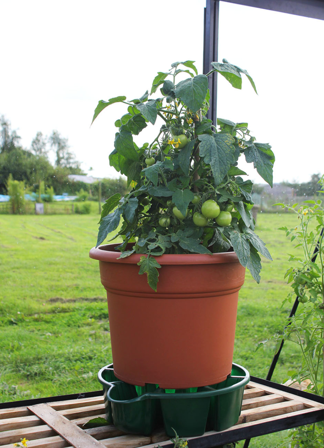 Water Saucer