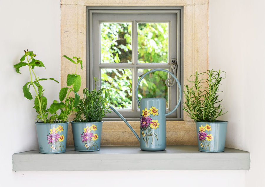 Indoor Can & Herb Pots Asteraceae