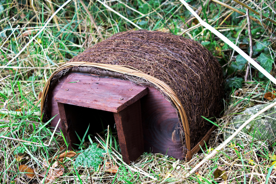 Hedgehog Haus