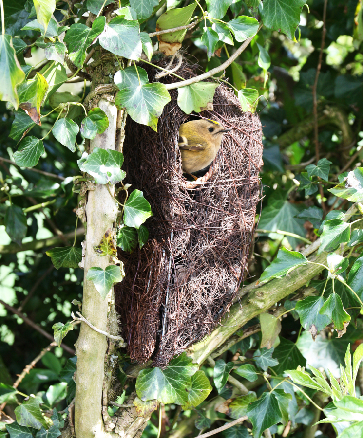 Tree Nest Pouch