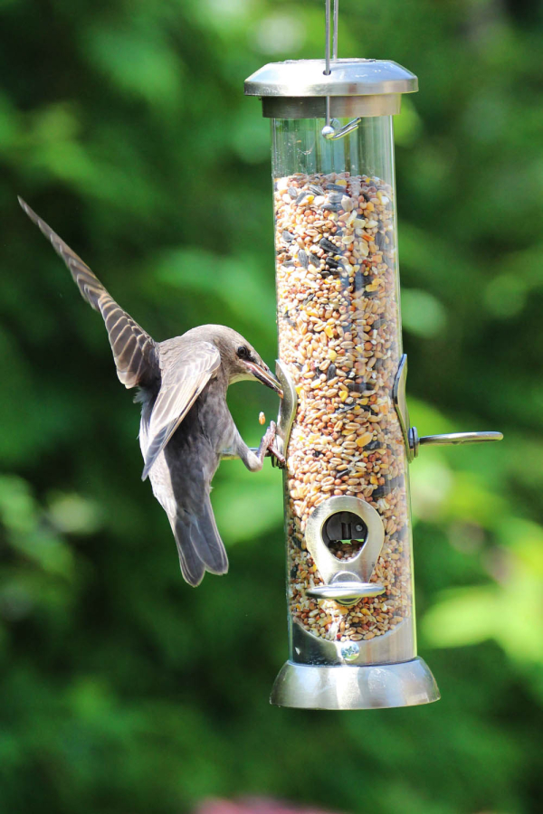 Heritage Seed Feeder