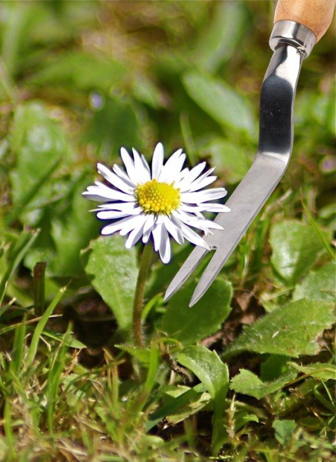 RHS Daisy Grubber