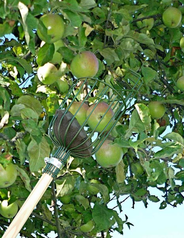 Fruit Picker