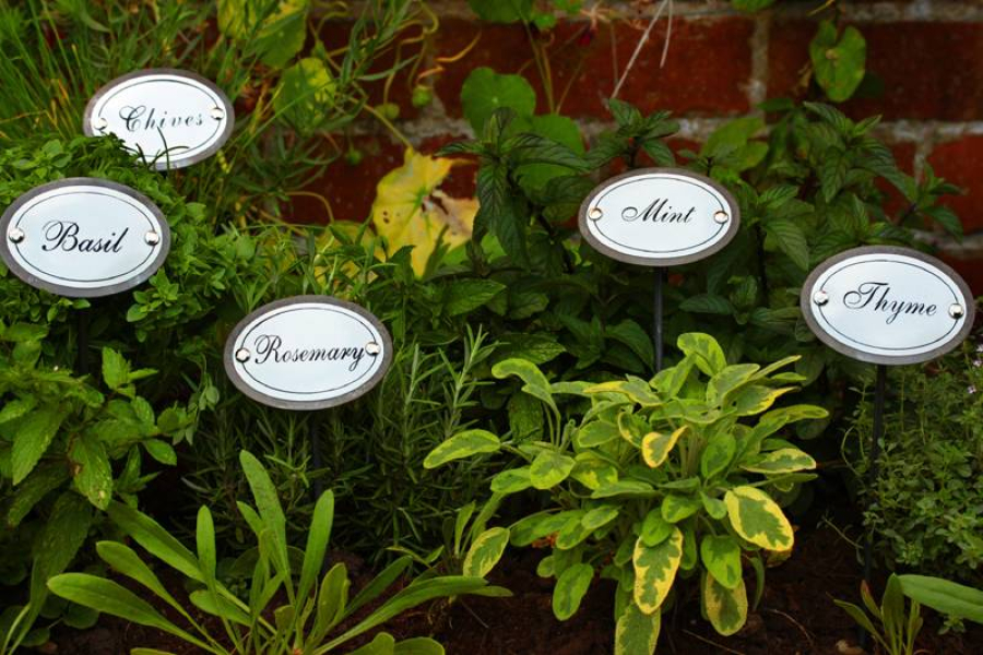 Herb Garden Plant Labels
