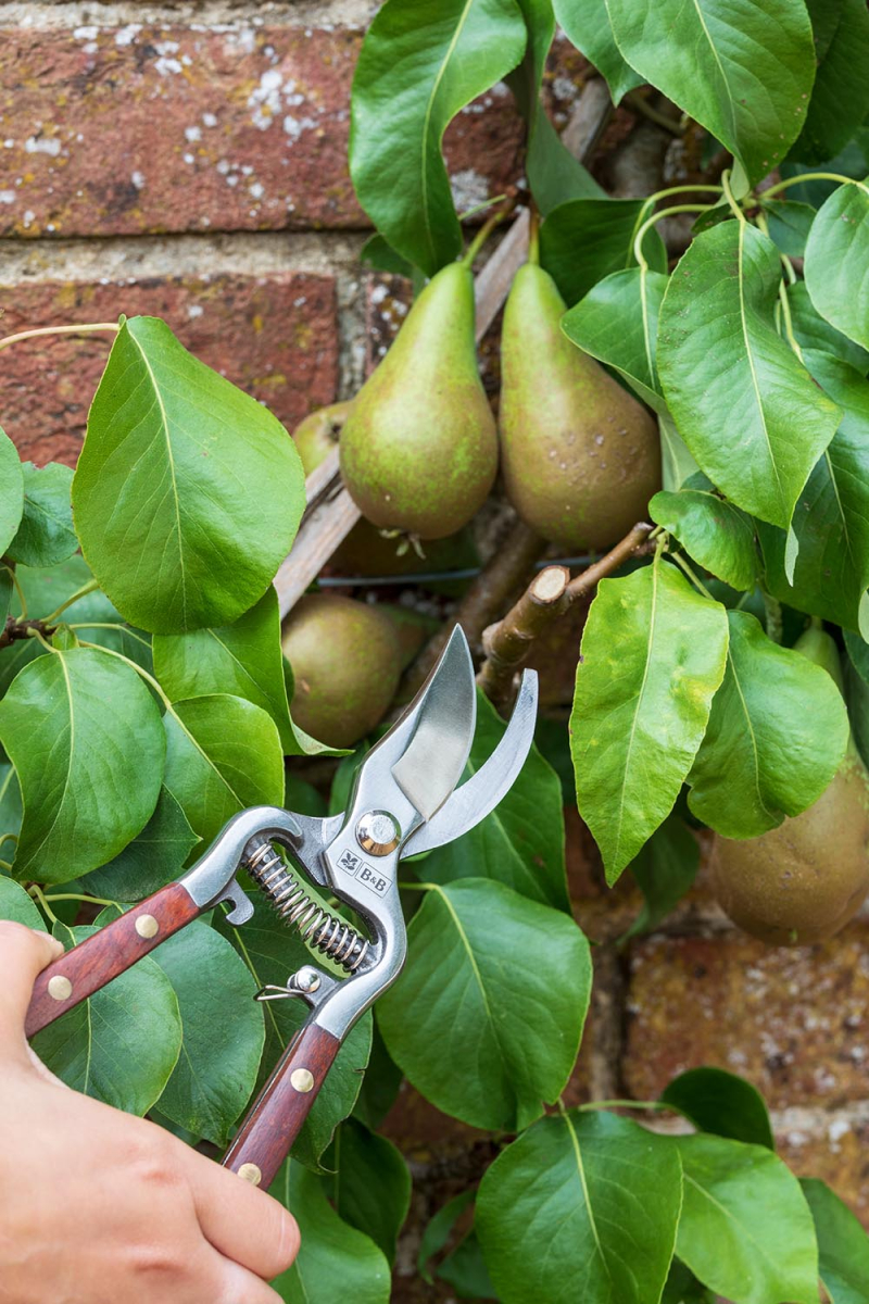 National Trust Secateurs