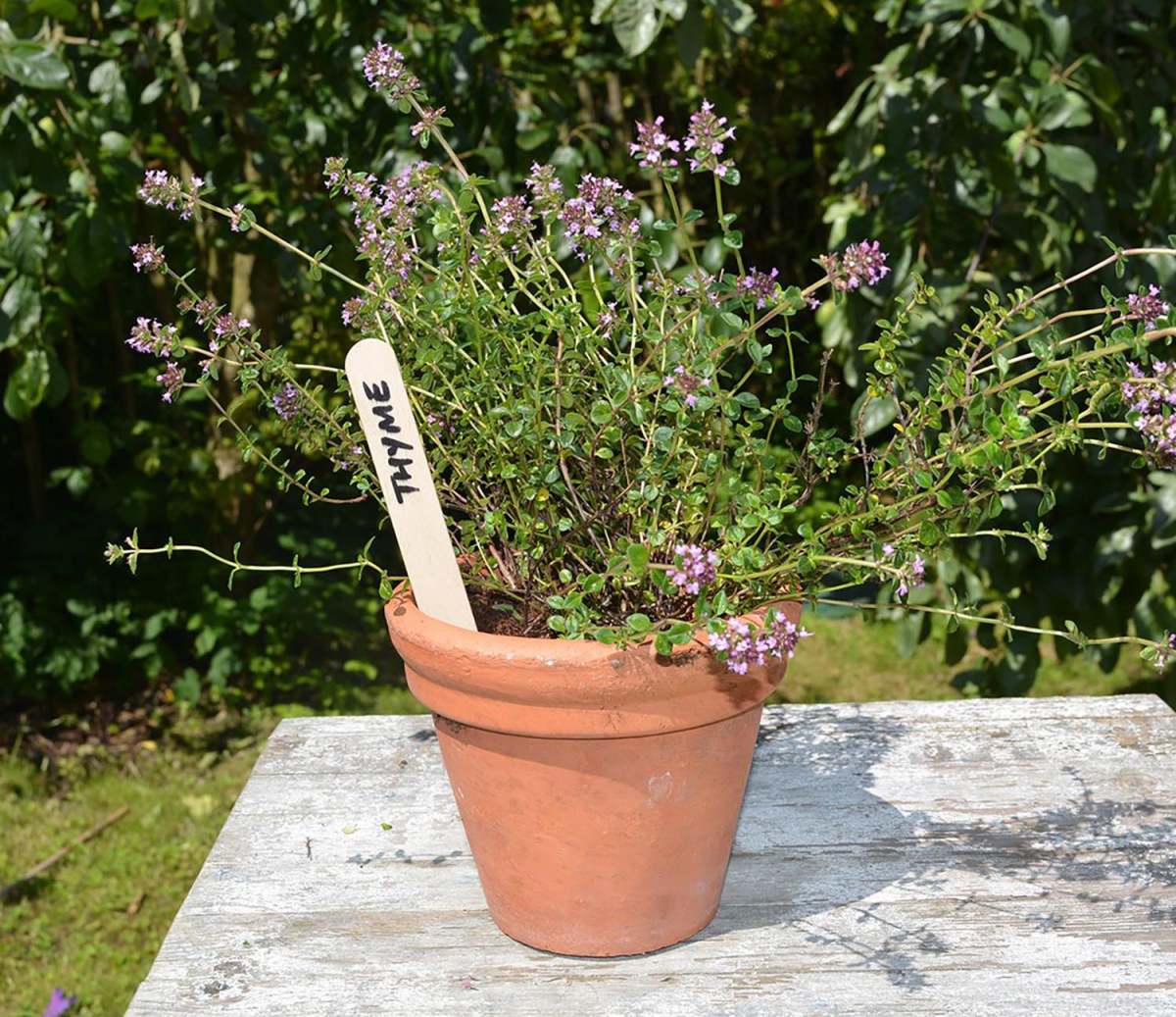 Wooden Plant Labels