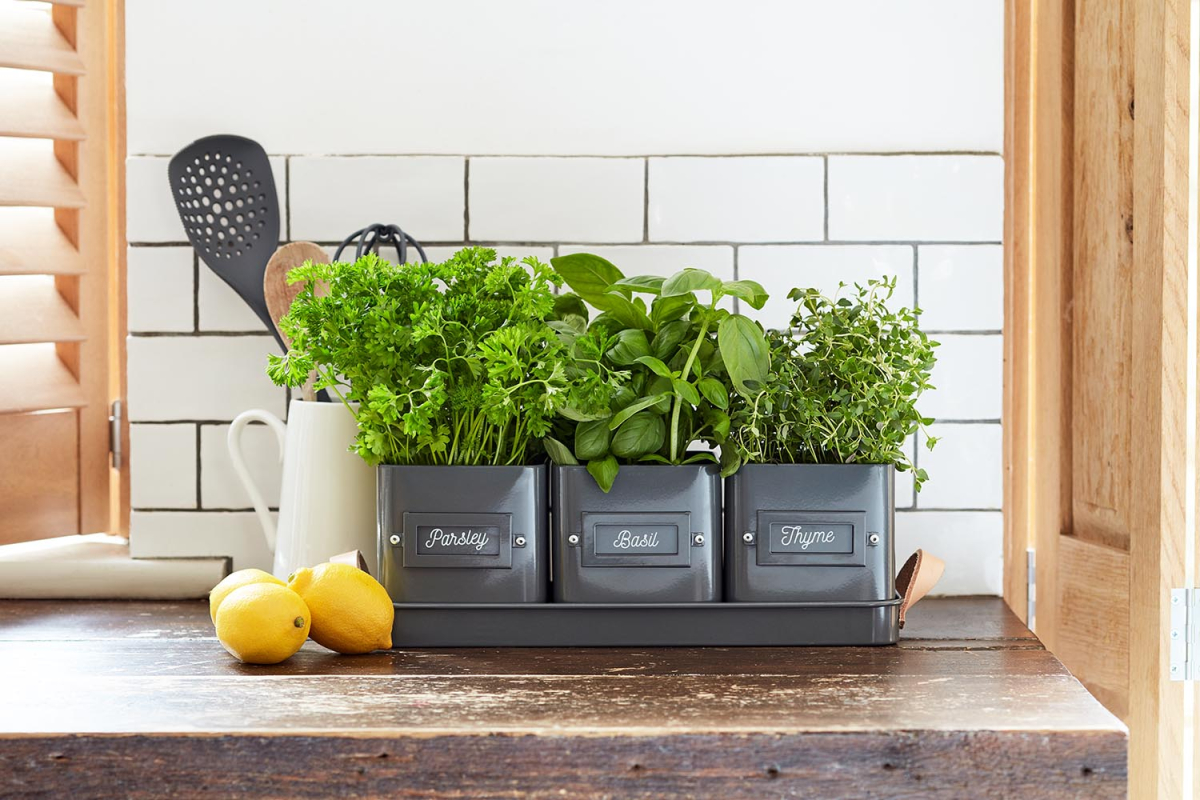 Herb Pots in a Leather Handled Tray -  Charcoal