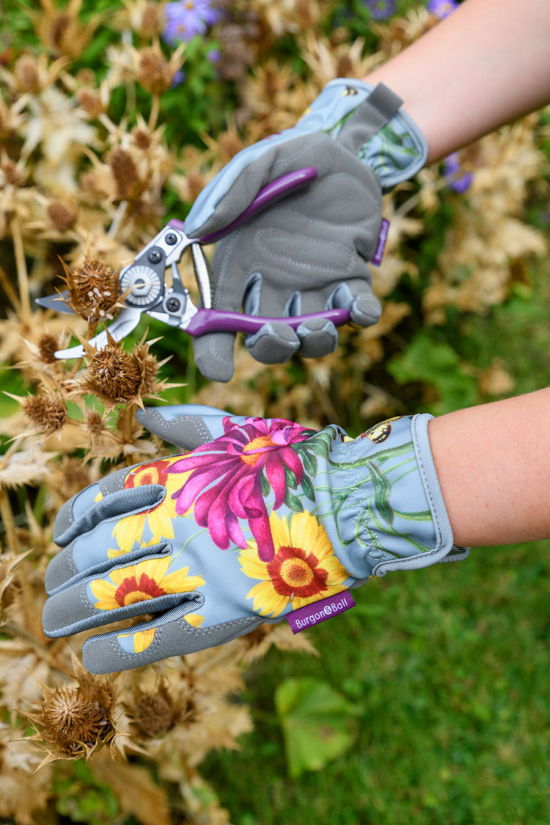 Gloves Asteraceae