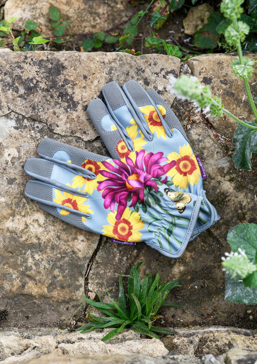 Gloves Asteraceae