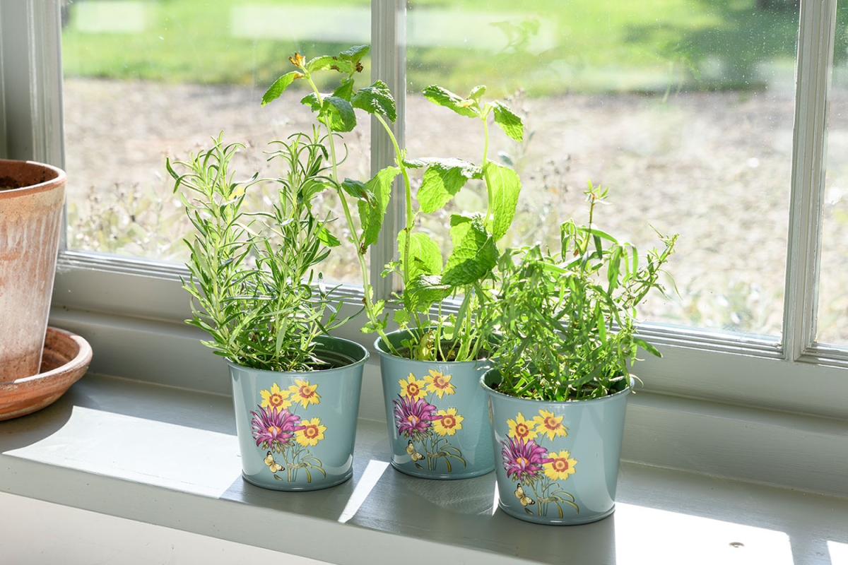 Herb Pots Asteraceae