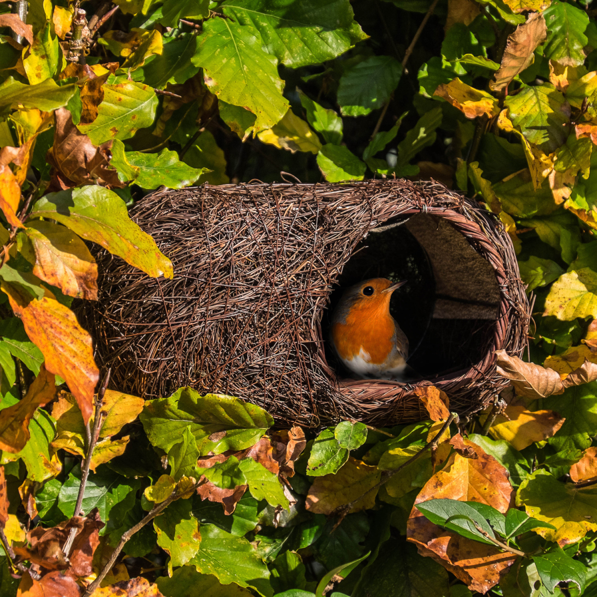 Robin Roost Nester