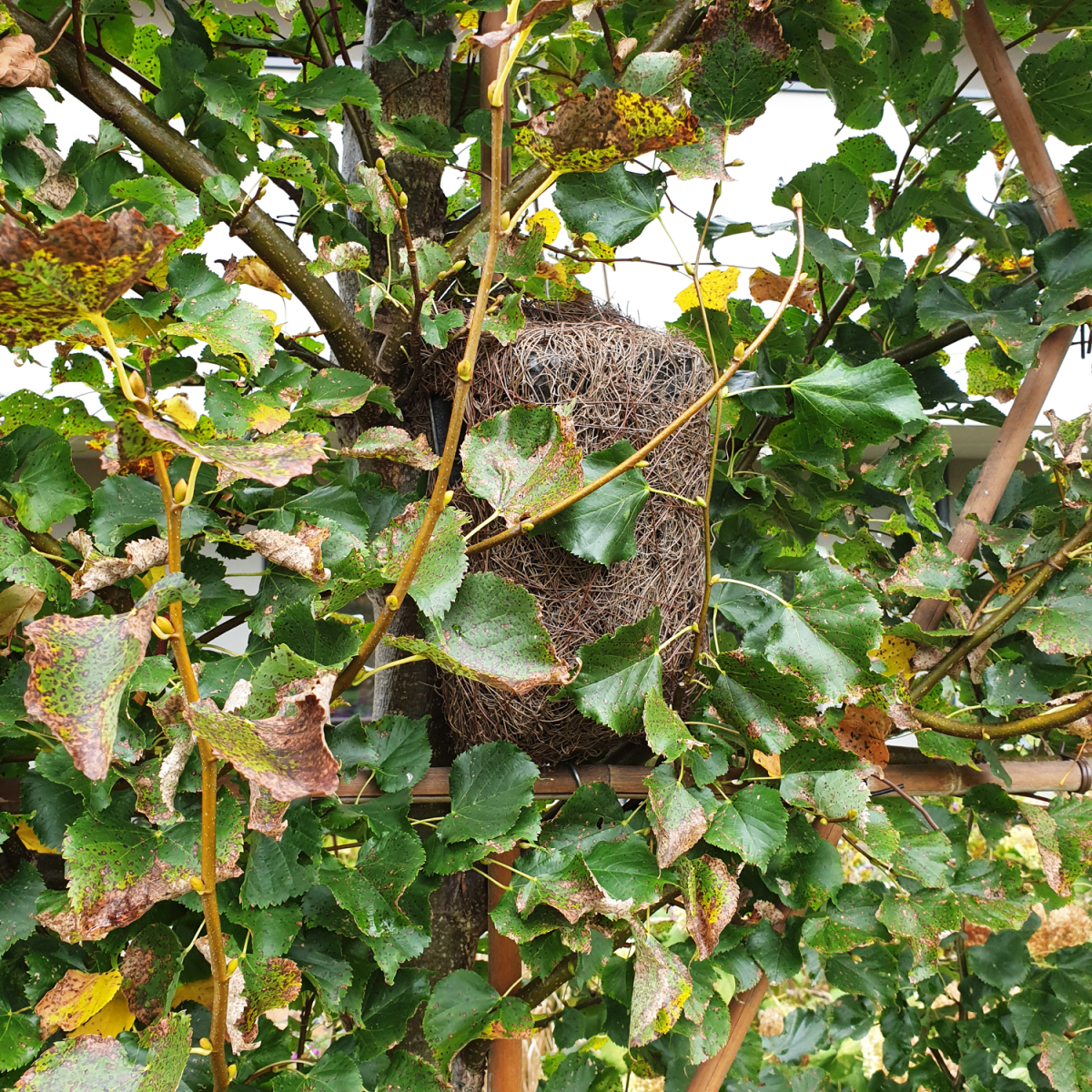 Tree Nest Pouch