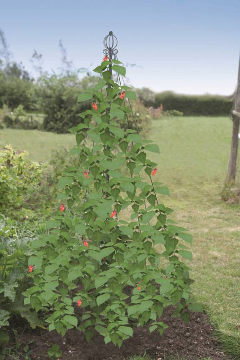 Garden Maypole