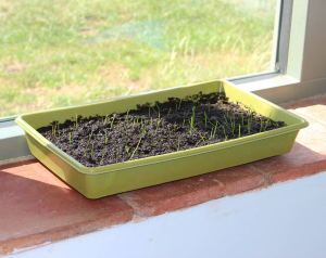 Bamboo Seed Tray