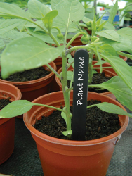 Black Plant Labels